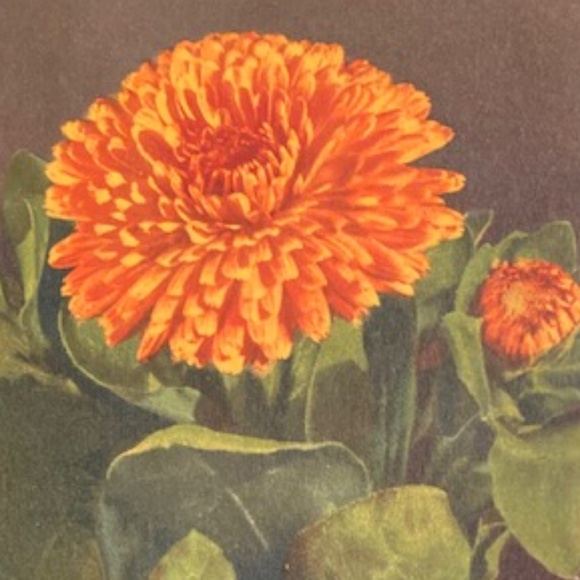 Happy Poshing! - Picture 14 of 16